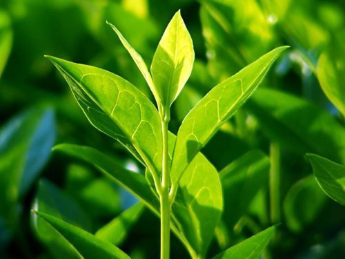 Federal competitiveness and Statistics center : The UAE is the fifth largest exporter of tea in the world chrome image May 23 2022 12 29 43 AM GMT03 00