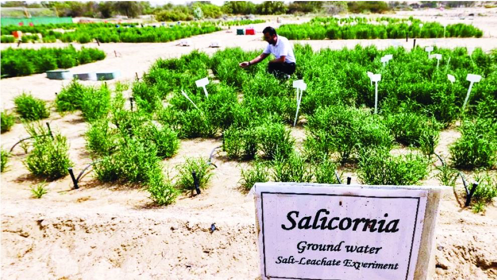 A plant in the UAE desert helps make a "healthy" burger