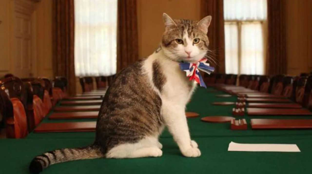 The cat "Larry" Is the first to receive a Terrass at the British government headquarters